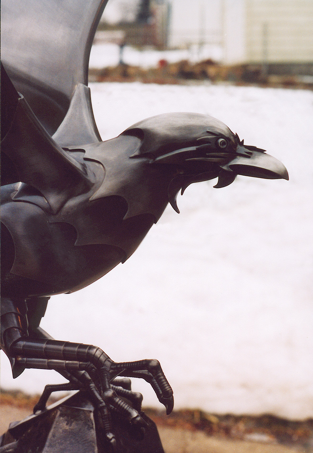 Raven detail