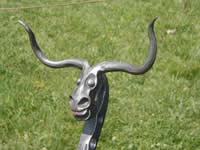 Long Horn Steer