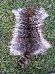 Coonskin