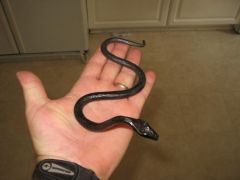 Snake 1