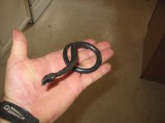 Snake 2