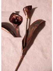 Copper Lily