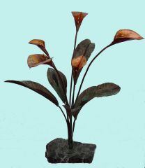 copper calla