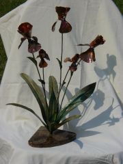 Copper Iris