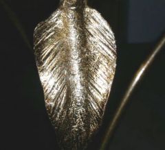 Leaf