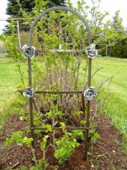 Trellis in rose garden
