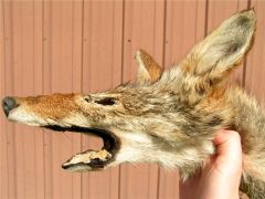 Coyote Head