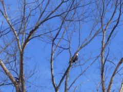 Bald Eagle