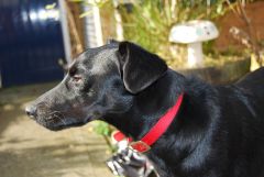 'Odie'