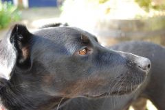 'Odie'