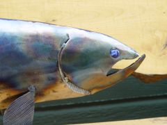 blue trout 2 037