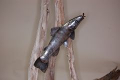 Trout Feeding