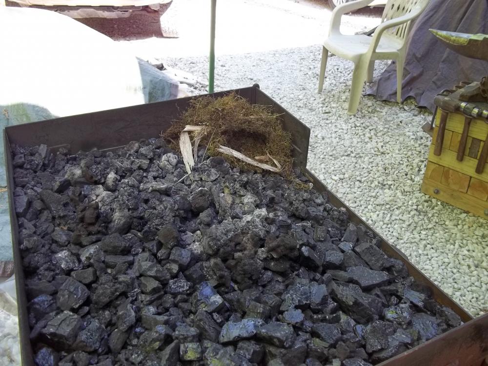 Wren nest 01.JPG
