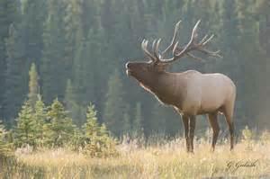 elk.thumb.jpg.b9c769219024daf6c33e5f1ef1