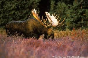 moose.thumb.jpg.40b4f83ab0eacea9042df9fb