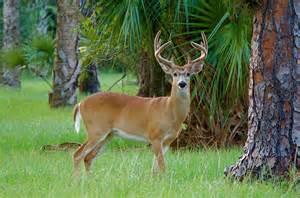 white_tailed_deer.thumb.jpg.cfa9889866d8