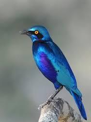 glossy starling.png