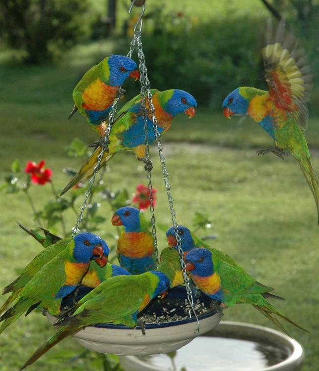 rainbows2.jpg