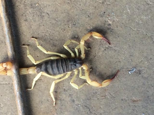 scorpion.JPG