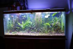 Planted tank