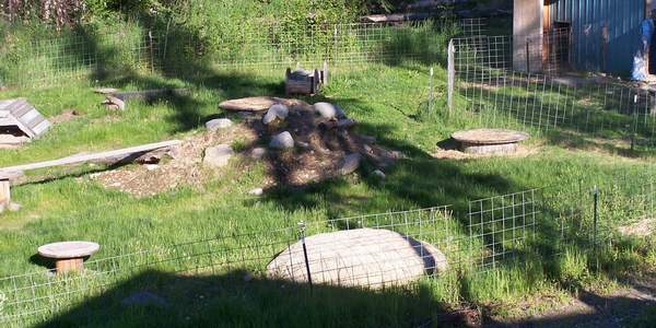Goat_yard1.jpg.27d5c7c0a360efd082676b357