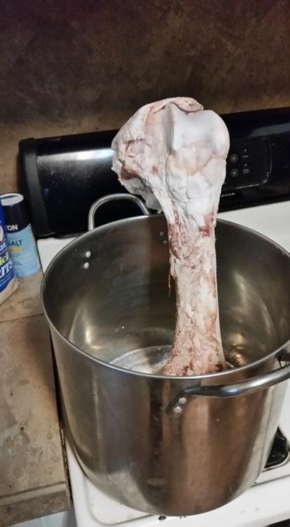 Bone1.jpg