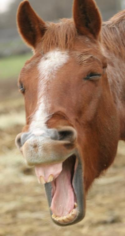 red_roan_quarter_horse_gelding_yawning_by_horsestockphotos-d4zvfig.jpg
