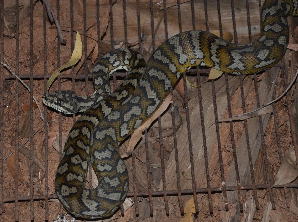carpet snake (2).JPG