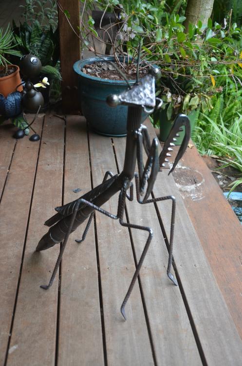 mantid1.JPG
