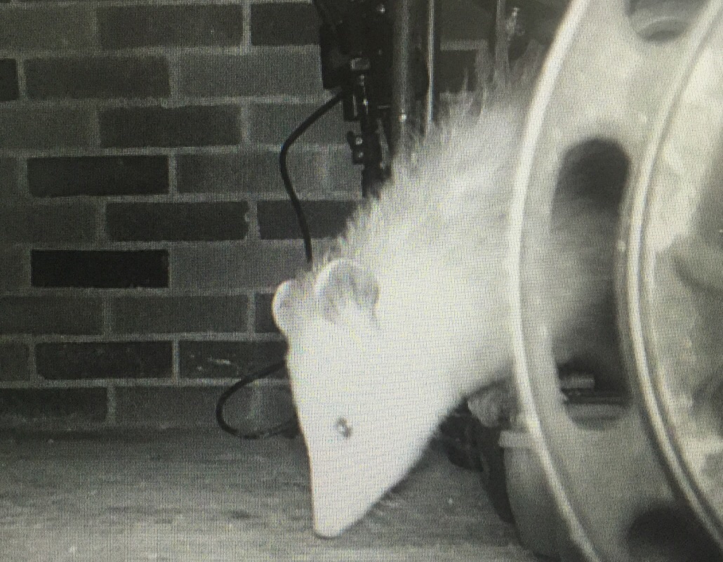 Trail cam critters