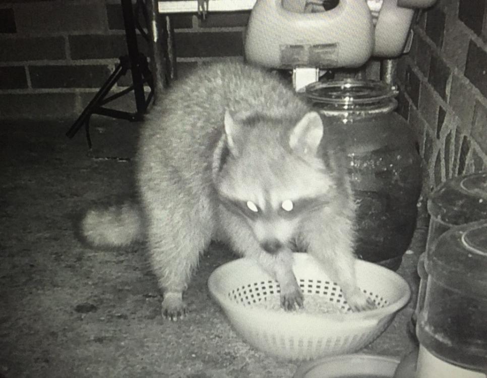 image.jpg