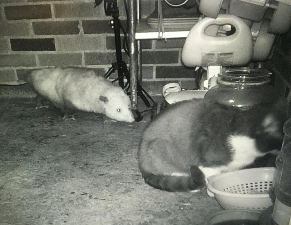 image.jpg