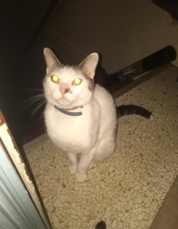 image.jpg