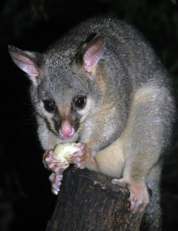 possum.jpg