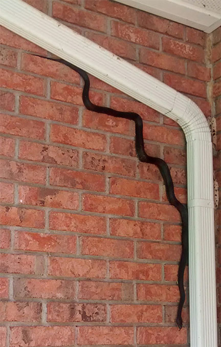 snake.jpg