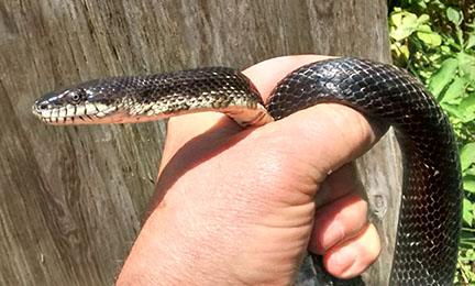 black snake 2.jpg