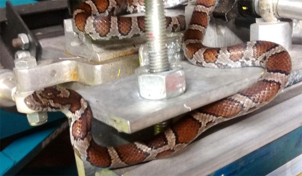 snake cs press.jpg