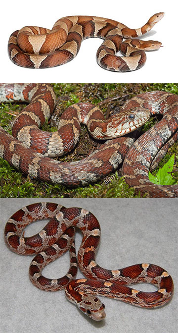 snake 3.jpg