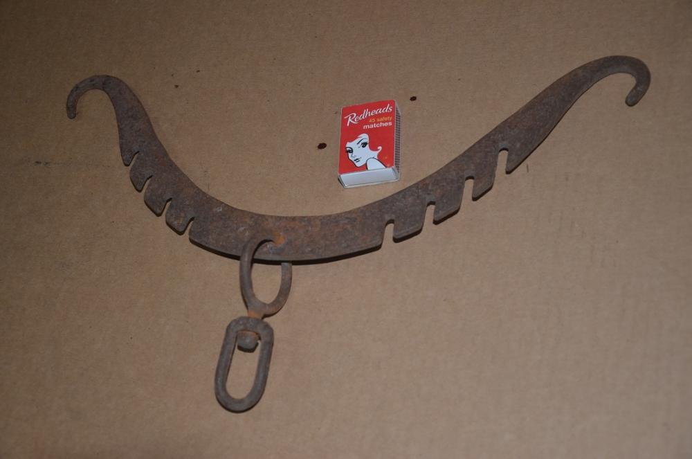 lyre tail.JPG