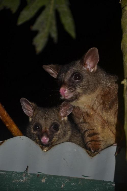 possum x 2.JPG