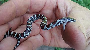 snake 02.jpg