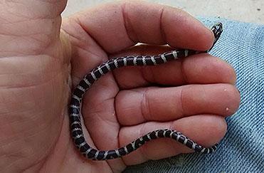 snake 01.jpg