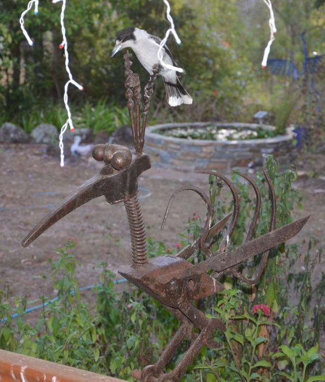 butcher bird.JPG