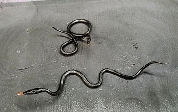 snake 03.jpg