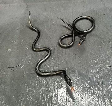 snake 05.jpg