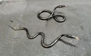 snake 04.jpg