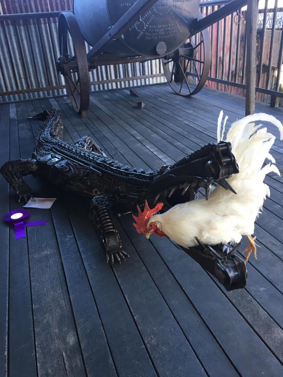 croc and chook.JPG