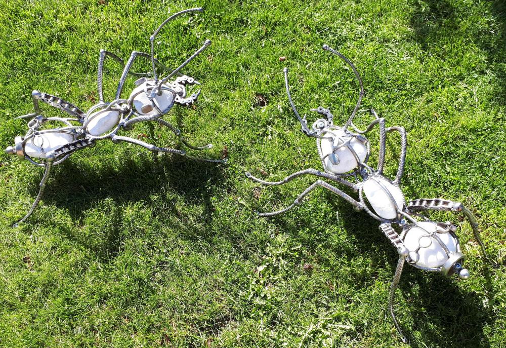 CU Ant 2.jpg