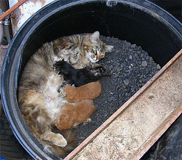 cats in coal.jpg