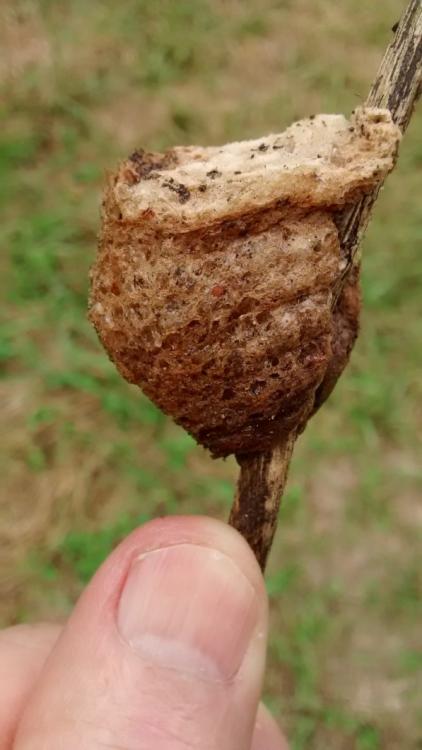 Nest 2.jpg